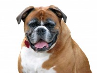 Boxer Hond op Wit