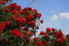 Klarröd rosenbuske