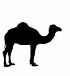 Silueta del camello