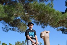 Camel játék Animal Park gyermek fiú