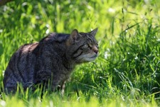 Kočka Lov v trávě