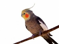 Cockatiel Uccello Sfondo bianco