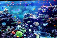 Färgrik akvarium