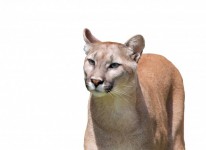 Cougar on White Background