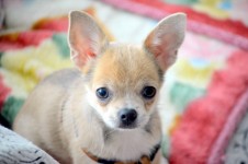 Roztomilý Chihuahua