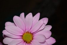 Gänseblümchen-Blüten Blumen Makro