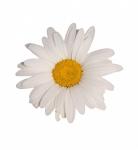 Daisy fleur Fond blanc