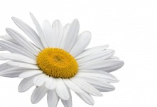 Daisy flori fundal alb