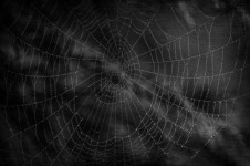Toile d'araignée noire