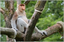The proboscis monkey 3