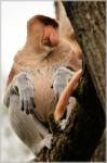 The proboscis monkey 6