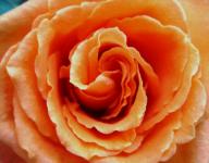 Deep apricot rose