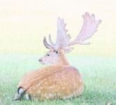 Deer Stag Illustration