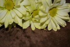 Delicate Daisy Floral Arrangement A