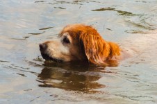 Natación del perro en agua