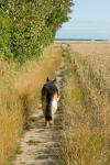 Promener son chien à travers champs