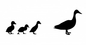 Canard et canetons silhouette