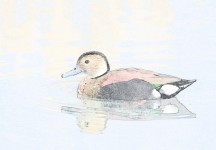 Duck on Water Illustration
