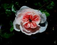 Engels rose