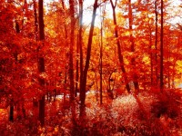 Осенью листья леса