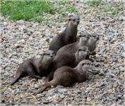 Family otters 4