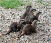 Family otters