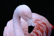 Flamingo na tmavém pozadí