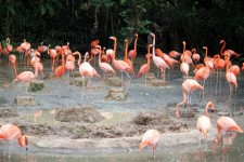 Flamingo na rybníku