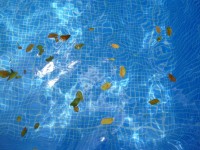 Folhas fundo flutuante
