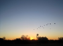 Bando de pássaros ao pôr do sol