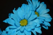 Flora Macro Daisy Blooms Blue a2
