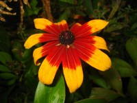 Květina Rudbeckia