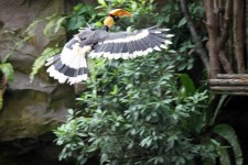 Hornbills volanti in parco degli uccelli