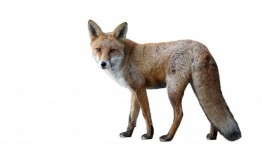 Fox aislada en blanco