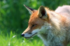 Portret Fox