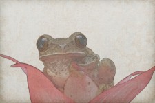 Frog On Vintage Background