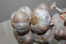 Garlic Close Up