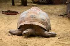 Broască țestoasă gigant