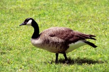 Goose on grass