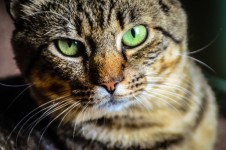Green-eyed gatito