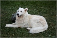 White Swiss Shepherd Dog 01