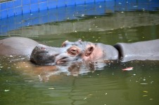 Cabeza del hipopótamo