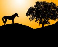 Silueta del caballo en la puesta del sol