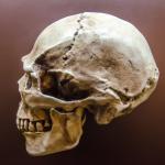 Cranio umano in mostra