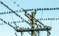 Hundreds of birds on a phone pole