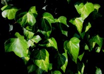 Ivy leaves in the sunlight