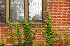 Ivy on wall with window