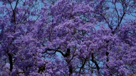 蓝花楹树，阿卡迪亚，比勒陀利亚