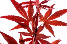 Frunze de artar japonez