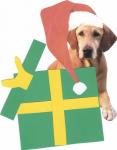 Labrador retriever à Gift Box